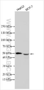 SBK2 Antibody in Western Blot (WB)