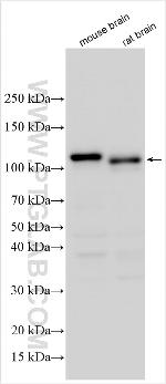 MTHFSD Antibody in Western Blot (WB)