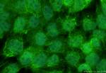 DGKZ Antibody in Immunocytochemistry (ICC/IF)