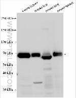 DGKZ Antibody in Western Blot (WB)