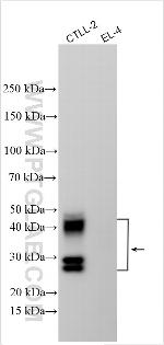 Klrb1a/CD161a Antibody in Western Blot (WB)