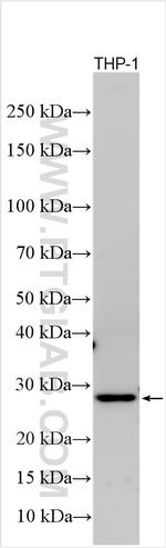 TNFRSF9/CD137 Antibody in Western Blot (WB)