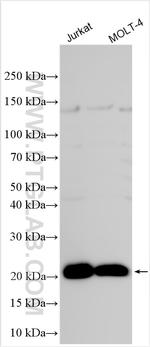 EPCR/CD201 Antibody in Western Blot (WB)
