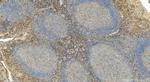 CD300c Antibody in Immunohistochemistry (Paraffin) (IHC (P))