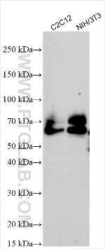 CD3 Delta Antibody in Western Blot (WB)