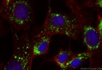 CD107b/LAMP2 Antibody in Immunocytochemistry (ICC/IF)