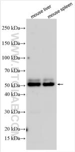 CD107b/LAMP2 Antibody in Western Blot (WB)