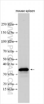 CD63 Antibody in Western Blot (WB)