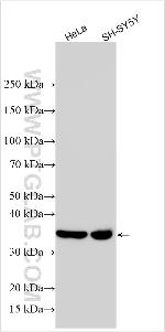 CD79b Antibody in Western Blot (WB)