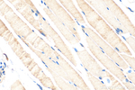 OSBPL6 Antibody in Immunohistochemistry (Paraffin) (IHC (P))