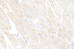 OSBPL6 Antibody in Immunohistochemistry (Paraffin) (IHC (P))