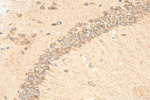OSBPL6 Antibody in Immunohistochemistry (Paraffin) (IHC (P))