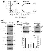 SKP2 Antibody in Western Blot (WB)