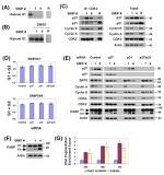 SKP2 Antibody in Western Blot (WB)