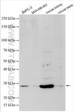UBFD1 Antibody in Western Blot (WB)