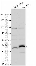 PLEKHA2 Antibody in Western Blot (WB)