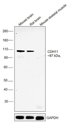 CDH11 Antibody