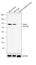 CDH11 Monoclonal Antibody (5B2H5)