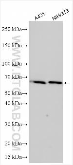 CABP4 Antibody in Western Blot (WB)