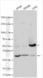TOM1L2 Antibody in Western Blot (WB)