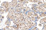 CD36 Antibody in Immunohistochemistry (Paraffin) (IHC (P))