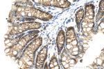 EPCAM/CD326 Antibody in Immunohistochemistry (Paraffin) (IHC (P))