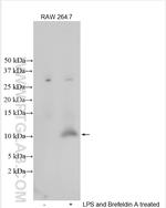 EPCAM/CD326 Antibody in Western Blot (WB)