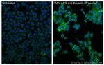 CCL3 Antibody in Immunocytochemistry (ICC/IF)