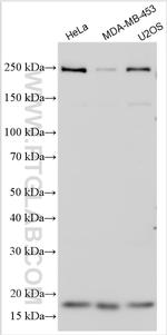 CCL3 Antibody in Western Blot (WB)