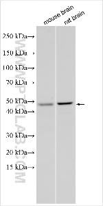 PPPDE2 Antibody in Western Blot (WB)