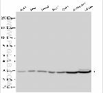 CEACAM16 Antibody in Western Blot (WB)