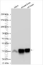 C21orf33 Antibody in Western Blot (WB)