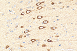 C1QL2 Antibody in Immunohistochemistry (Paraffin) (IHC (P))