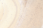 C1QL2 Antibody in Immunohistochemistry (Paraffin) (IHC (P))