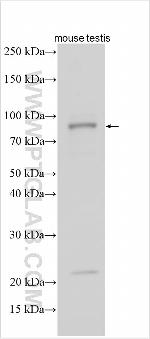 SEC24B Antibody in Western Blot (WB)