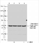 NACA Antibody in Western Blot (WB)