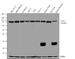 Cullin 1 Monoclonal Antibody (2H4C9)