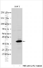 GPR183 Antibody in Western Blot (WB)
