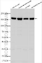 SLC35F4 Antibody in Western Blot (WB)