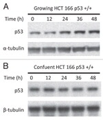 beta Tubulin Antibody in Western Blot (WB)