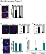 Acetyl-alpha Tubulin (Lys40) Antibody in Immunohistochemistry, Immunocytochemistry (IHC, ICC/IF)