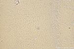 Proenkephalin-A Antibody in Immunohistochemistry (Paraffin) (IHC (P))