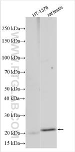 Proenkephalin-A Antibody in Western Blot (WB)