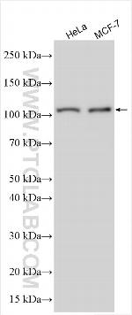 TMEM205 Antibody in Western Blot (WB)