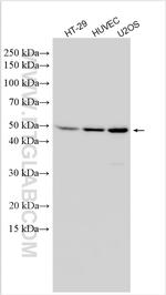 MPP10 Antibody in Western Blot (WB)