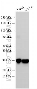 SEC23B Antibody in Western Blot (WB)