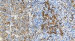 HLA-DQB1 Antibody in Immunohistochemistry (Paraffin) (IHC (P))