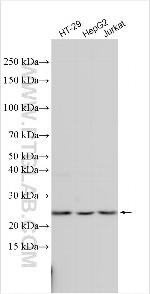 WBP4 Antibody in Western Blot (WB)