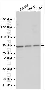LRRC57 Antibody in Western Blot (WB)