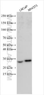 ZNF530 Antibody in Western Blot (WB)